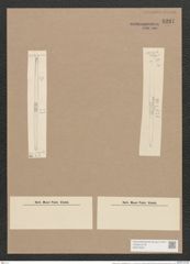Synedra ulna var. subaequalis (Grun.) V. H. (de-Toni-Nr.: Genus 66, Species 2584) Zeichnungen Sammlung Grunow Nr. 5237 (NHMW-BOT-W0373609)
